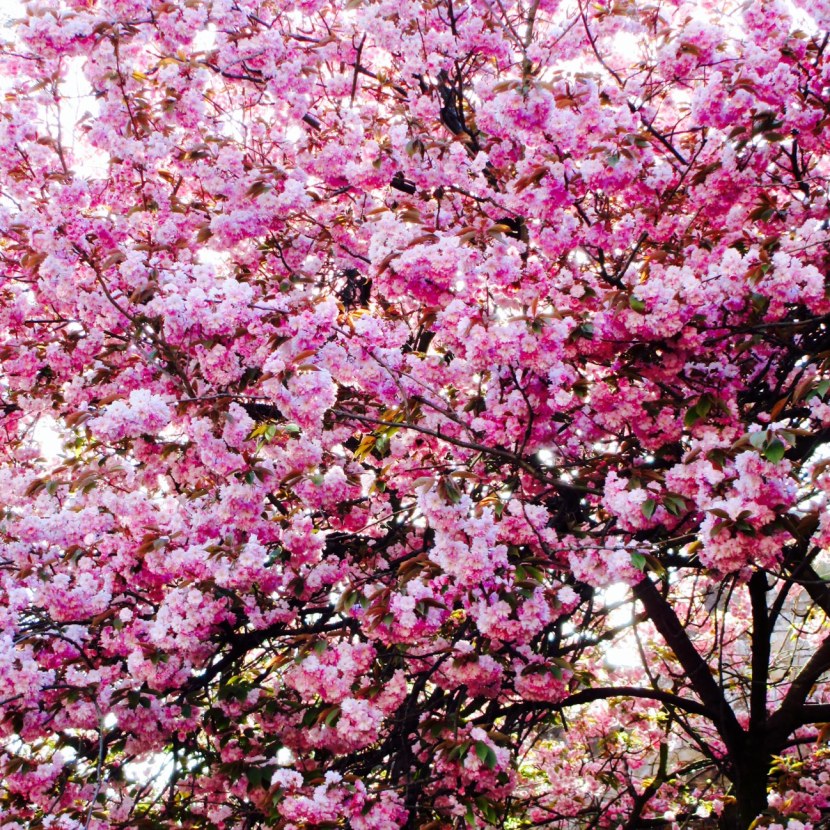 York Spring Blossom